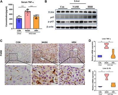 Medicinal Formula Huazhi-Rougan Attenuates Non-Alcoholic Steatohepatitis Through Enhancing Fecal Bile Acid Excretion in Mice